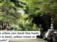 Trees like these in Boston can help keep neighborhoods cooler on hot days. Yassine Khalfalli/Unsplash, CC BY
